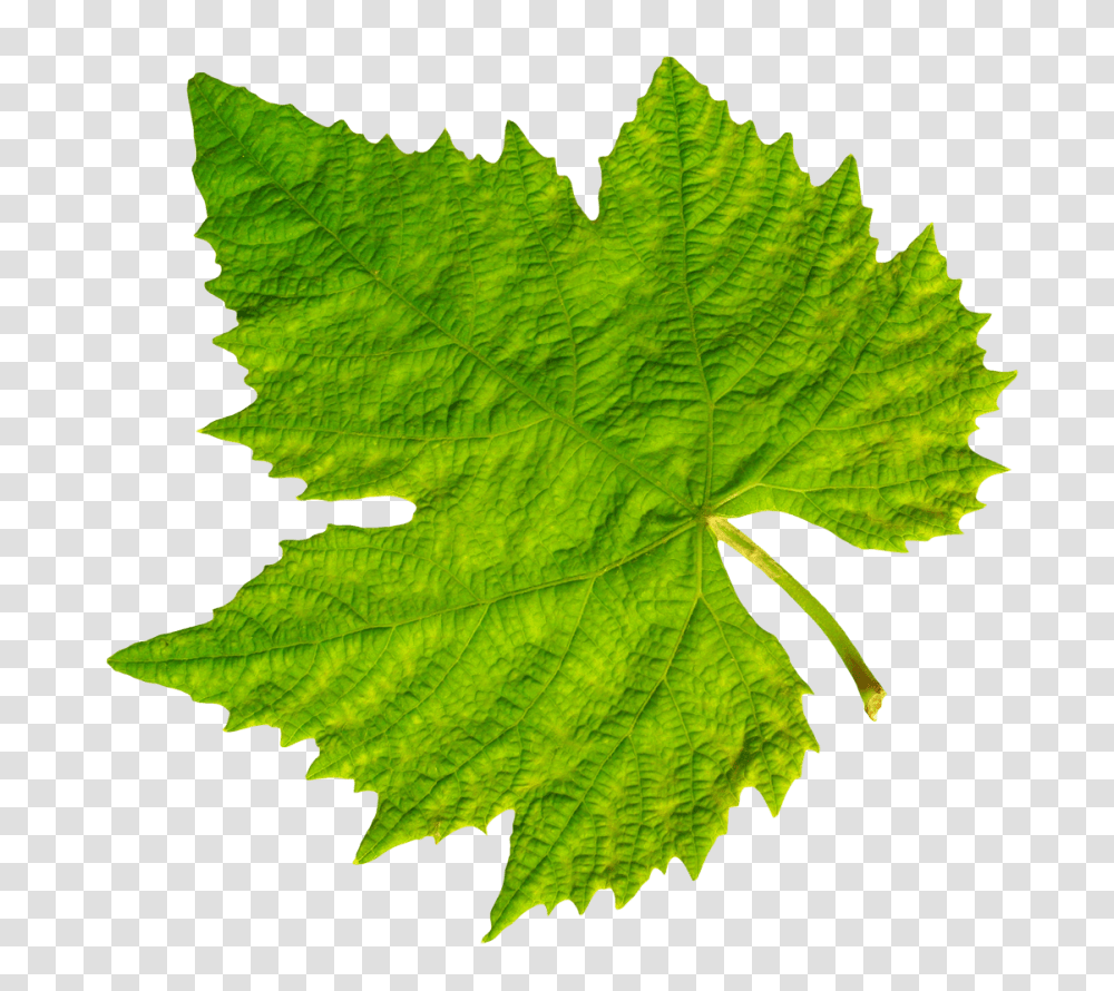 Grape Vine Leaf, Plant, Tree, Maple Leaf, Green Transparent Png