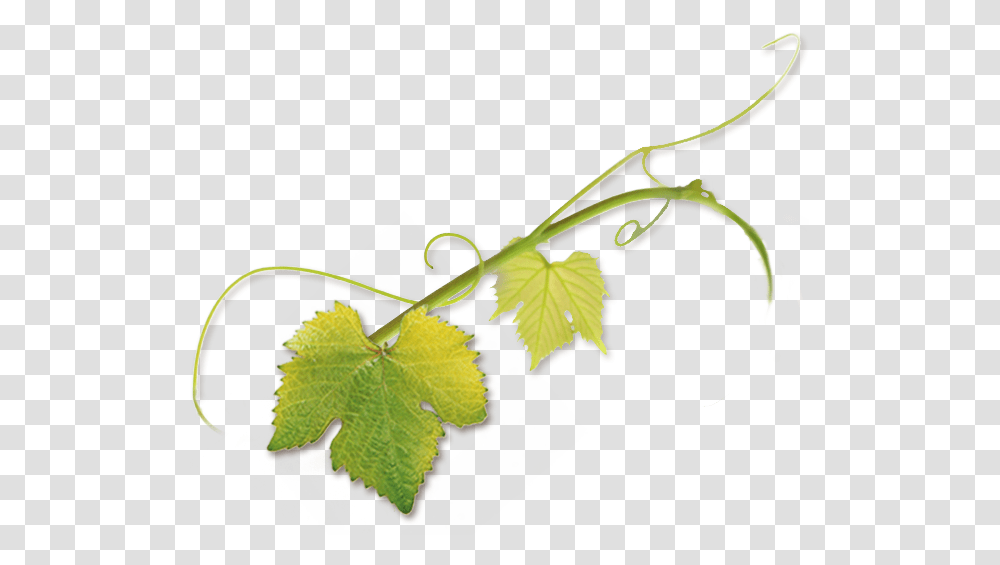 Grape Vine Tendril, Plant, Leaf, Flower, Outdoors Transparent Png