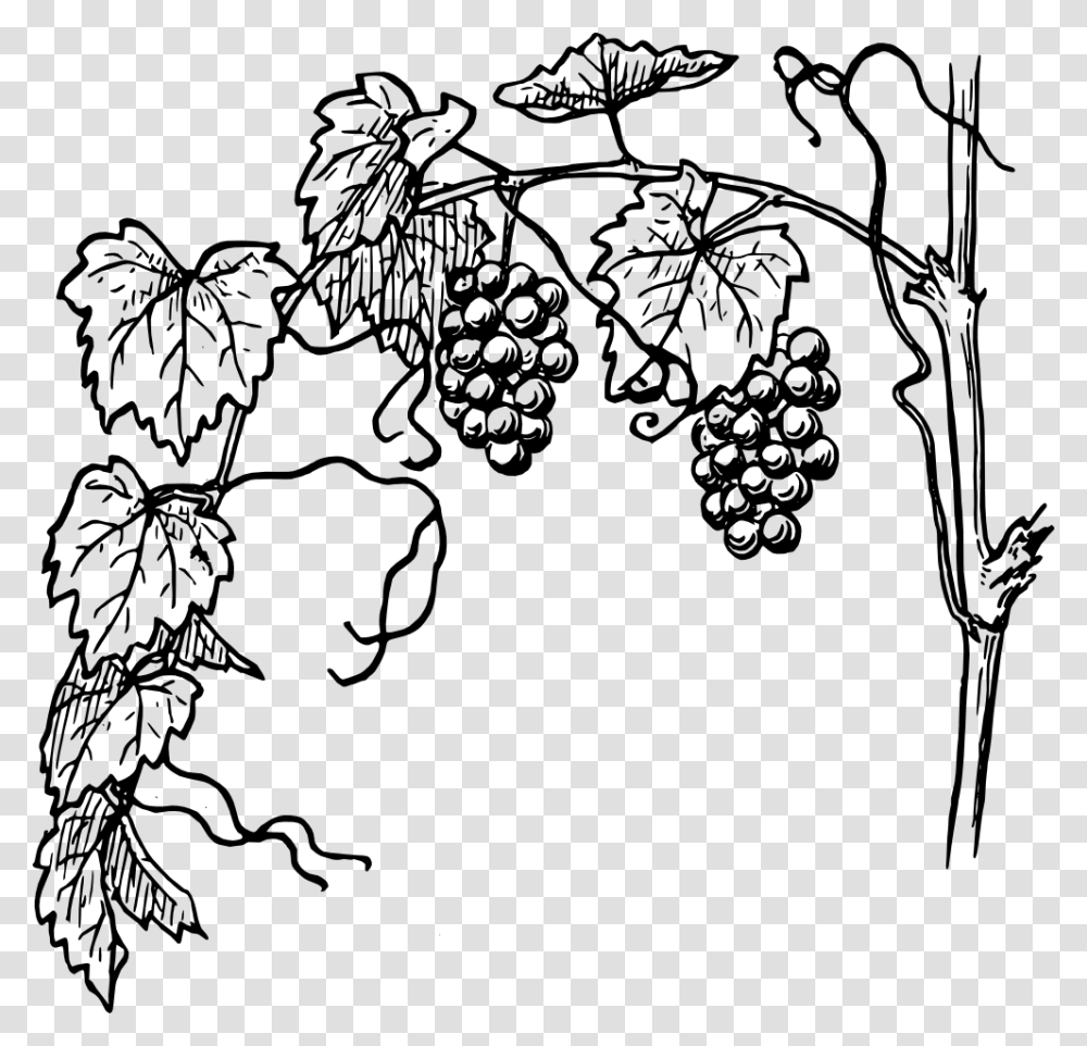Grape Vines, Plant, Grapes, Fruit, Food Transparent Png