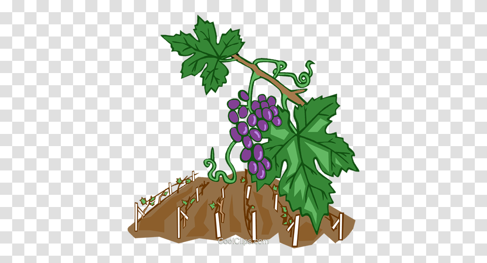 Grape Vines Royalty Free Vector Clip Art Illustration, Plant, Grapes, Fruit, Food Transparent Png