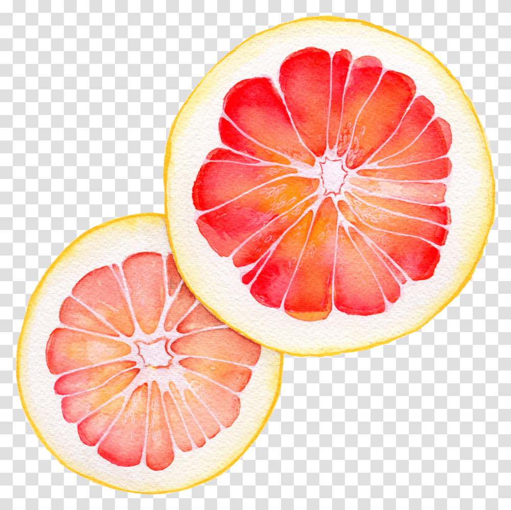 Grapefruit Watercolor Blood Orange Watercolor Transparent Png