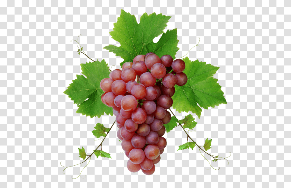 Grapegrape Leavesseedless Fruitgrapevine Seed Extract Grape, Plant, Grapes, Food, Leaf Transparent Png