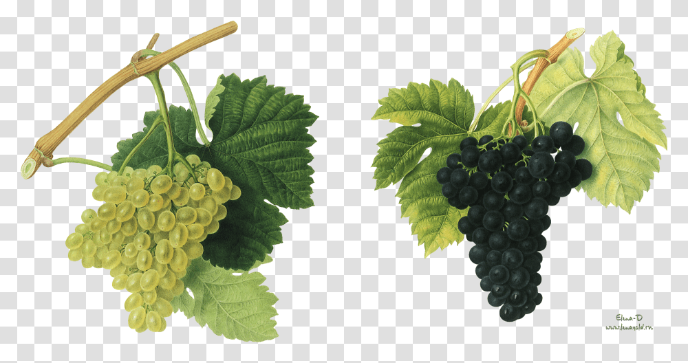 Grapes Background, Plant, Fruit, Food Transparent Png