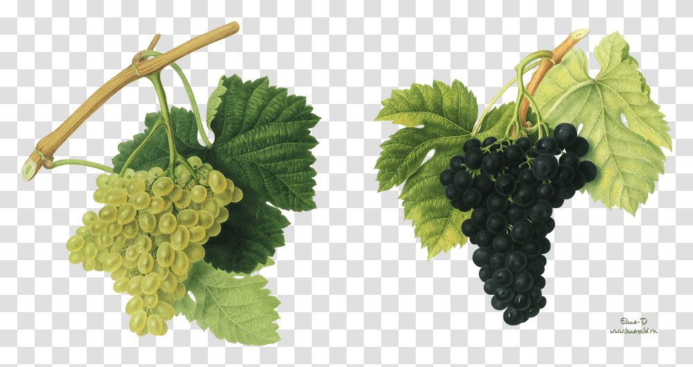 Grapes Background Red Wine Transparent Png