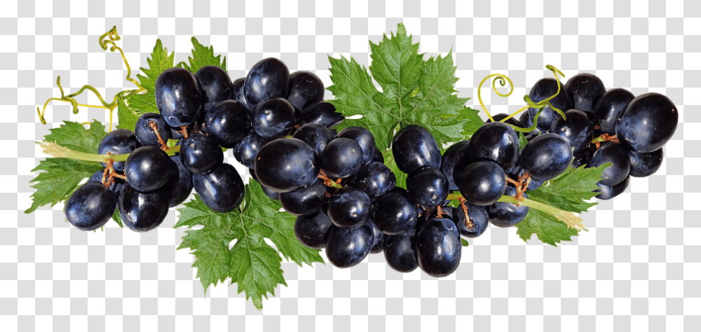 Grapes Black Fruit Vine Garden Nature Cut Out Black Grape, Plant, Food, Blueberry Transparent Png