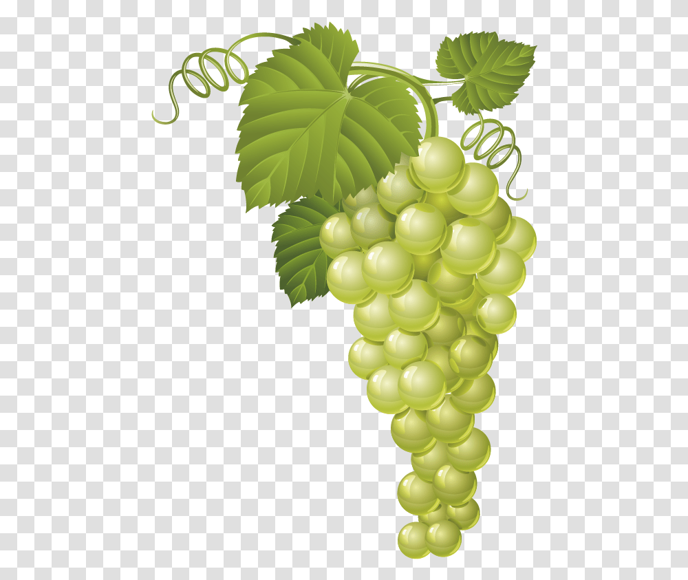Grapes Clipart Grape Vector, Plant, Fruit, Food Transparent Png