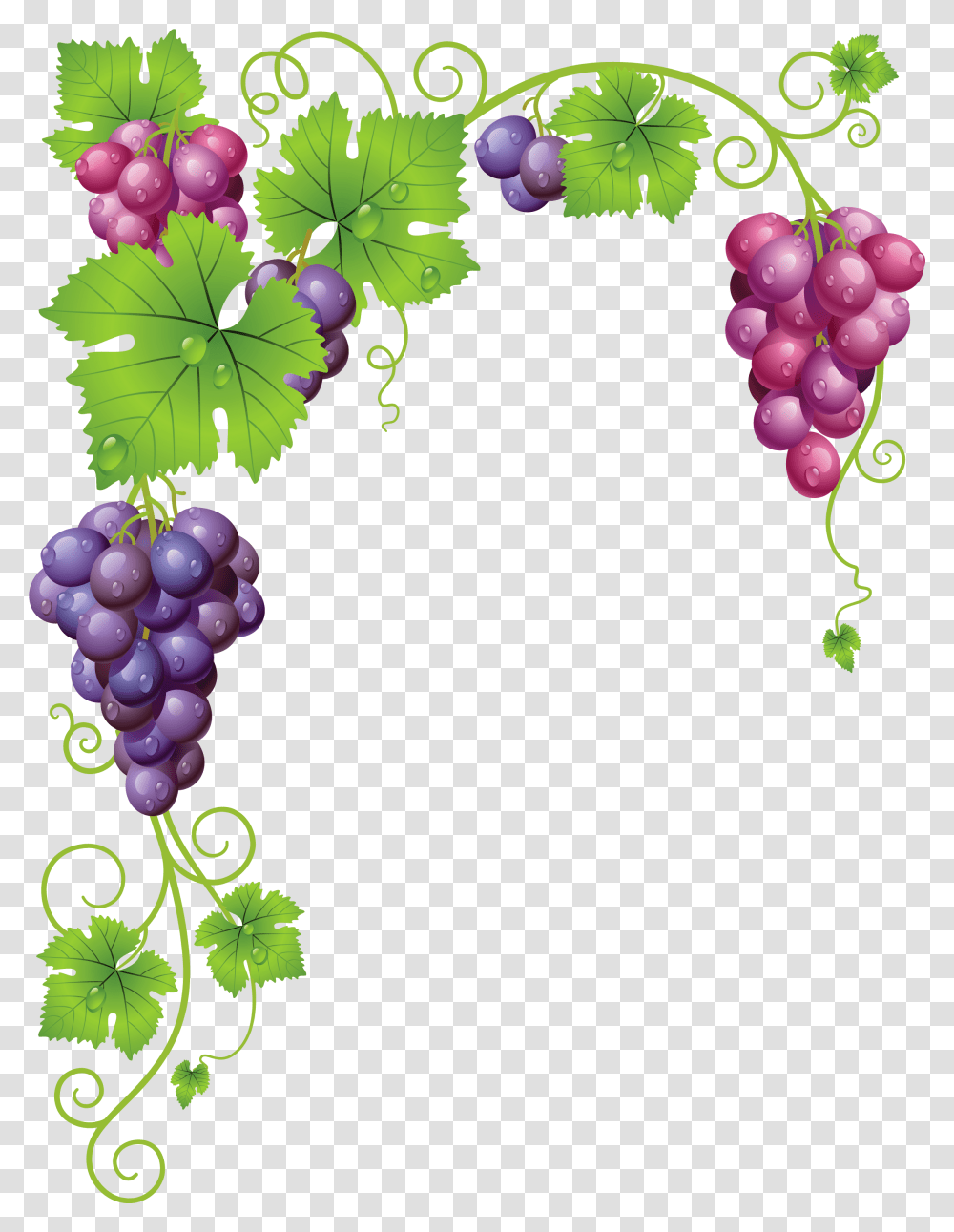 Grapes Clipart Grape Vines, Plant, Fruit, Food Transparent Png