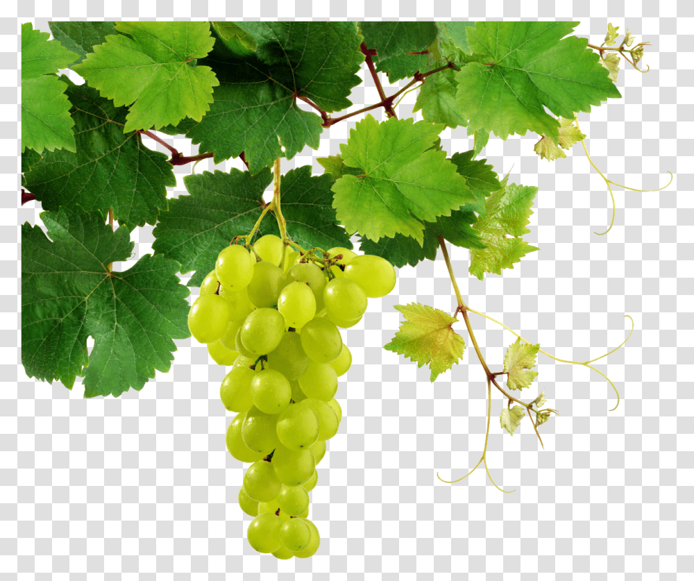 Grapes Free Download Grape, Plant, Fruit, Food, Leaf Transparent Png