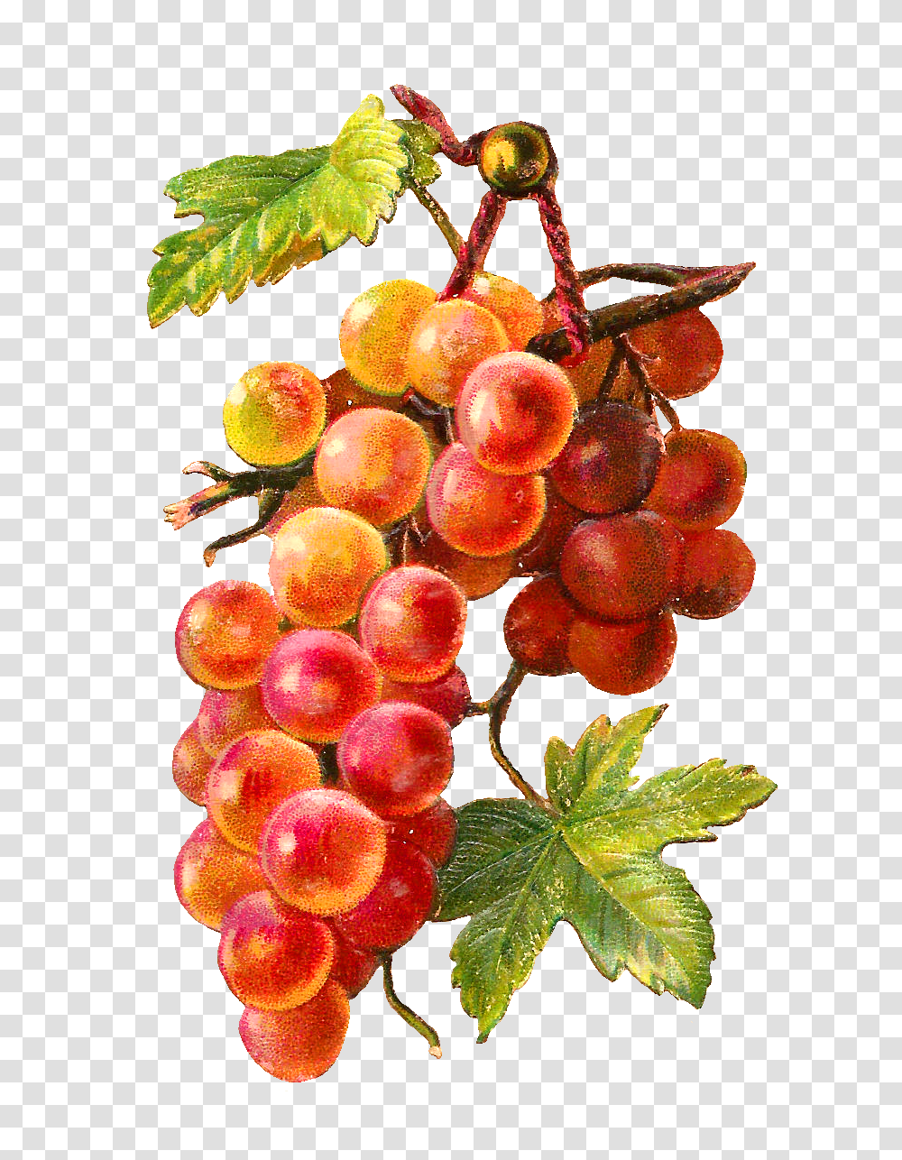Grapes Fruit Clip Art Grape Image Free Picture Download, Plant, Food, Pineapple Transparent Png