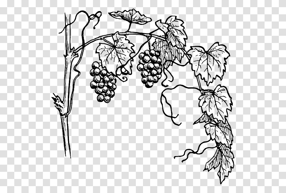 Grapes Tree Drawing, Plant, Fruit, Food, Painting Transparent Png