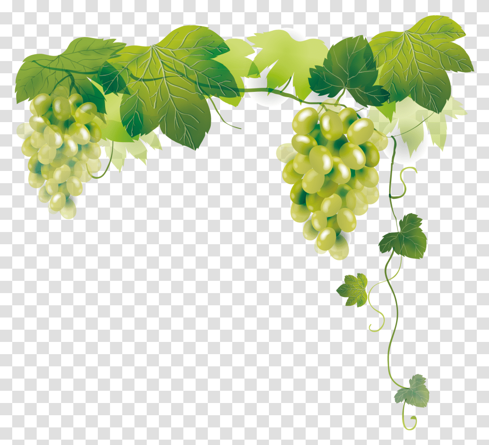Grapes Vector, Plant, Fruit, Food, Vine Transparent Png