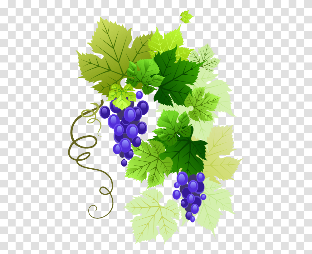 Grapes Vine Vines Stems Decoration Borders Terrieasterly Grape Vine Background, Fruit, Plant, Food, Leaf Transparent Png