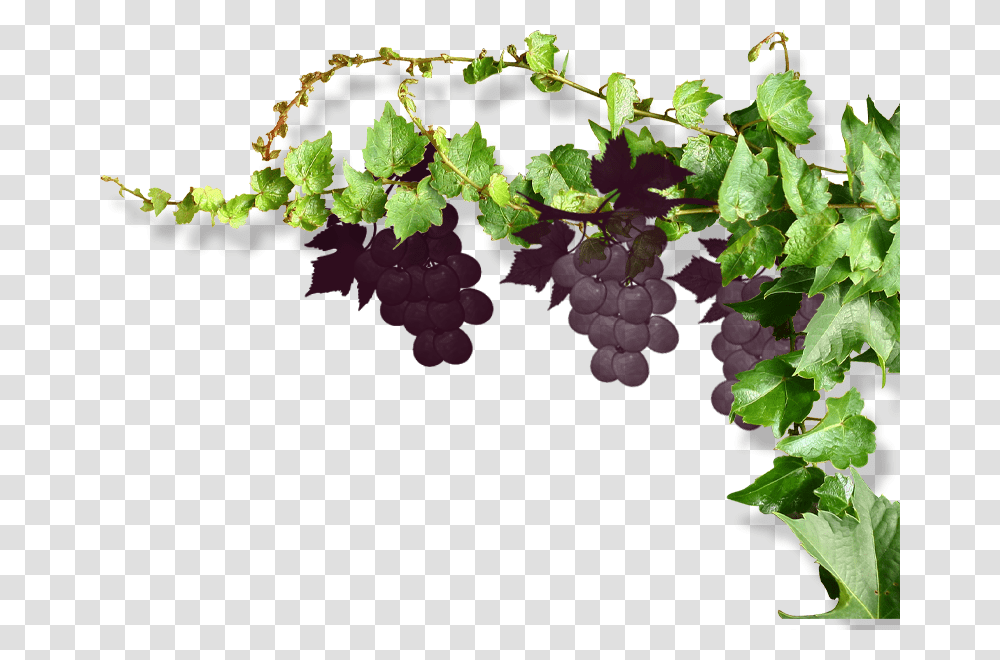 Grapes Vine Vines Stems Decoration Borders Terrieasterly Vine Grape, Plant, Leaf, Ivy, Flower Transparent Png