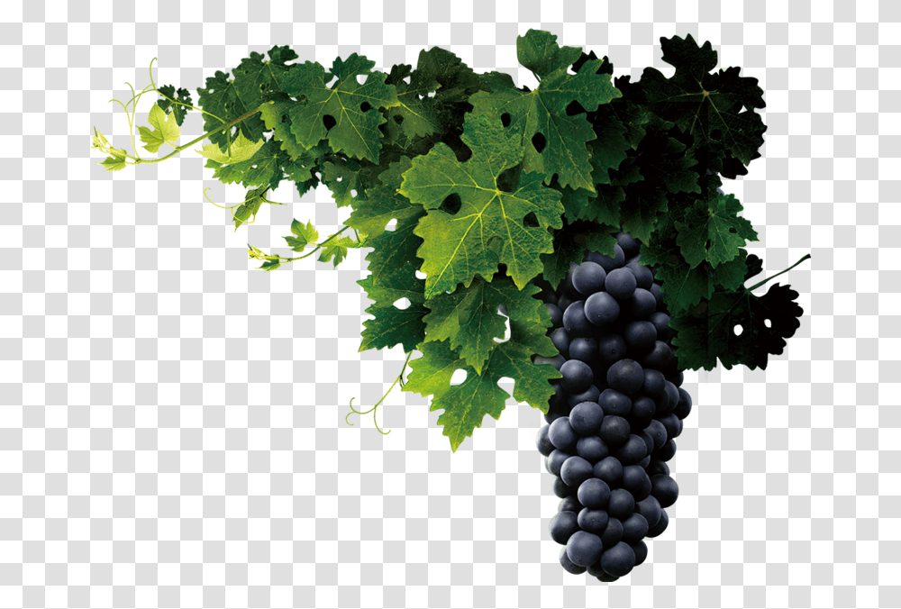 Grapevine Grape Vine, Plant, Grapes, Fruit, Food Transparent Png