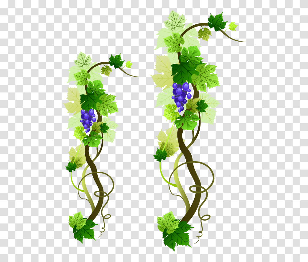 Grapevine Picture Grape Vines Vector, Plant, Flower, Blossom, Leaf Transparent Png