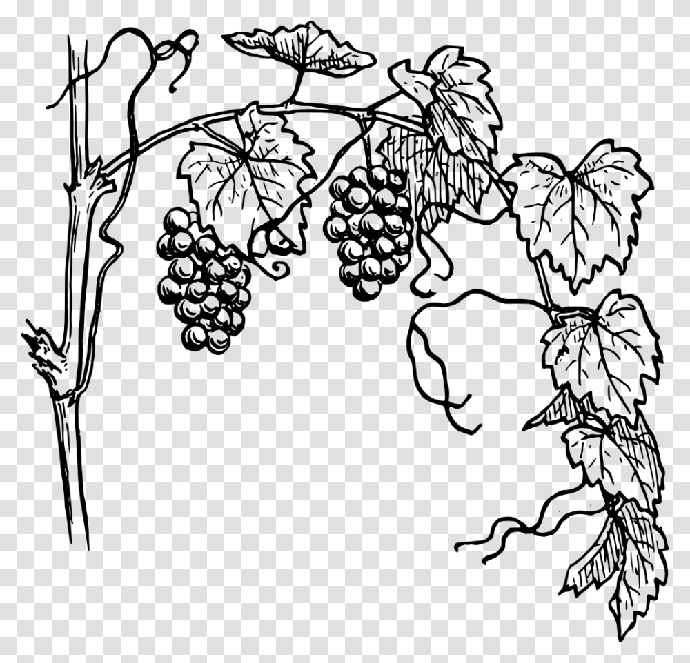 Grapevine Recipes Grape Vines Art And Vines, Plant, Fruit, Food, Grapes Transparent Png