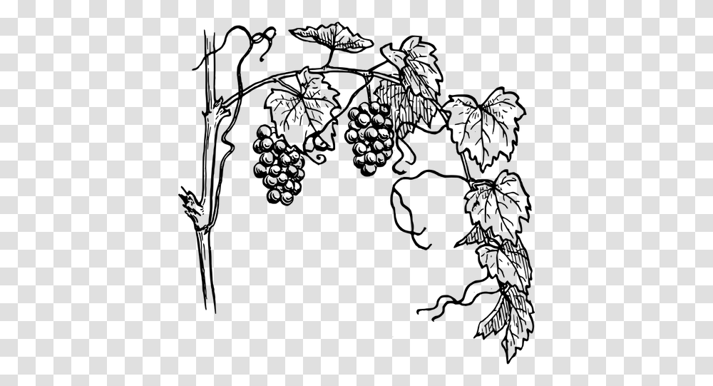 Grapevine With Its Branch Vector Clip Art, Gray, World Of Warcraft Transparent Png