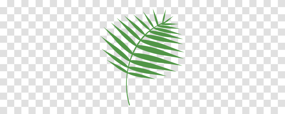 Graphic Religion, Plant, Fern, Leaf Transparent Png