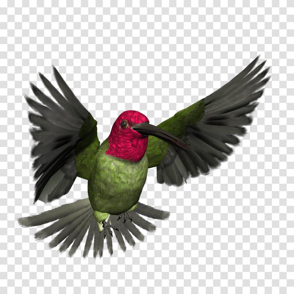 Graphic Bird Art Free High Resolution Graphics And Clip Art, Animal, Bee Eater, Hummingbird, Blackbird Transparent Png