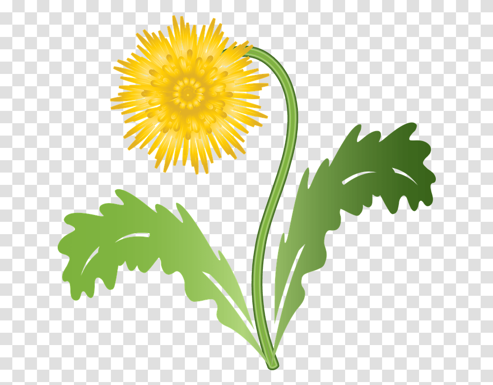 Graphic Dandelion Flower Free Vector G 1527392 Yellow Dandelion Clip Art, Plant, Blossom, Daisy, Daisies Transparent Png