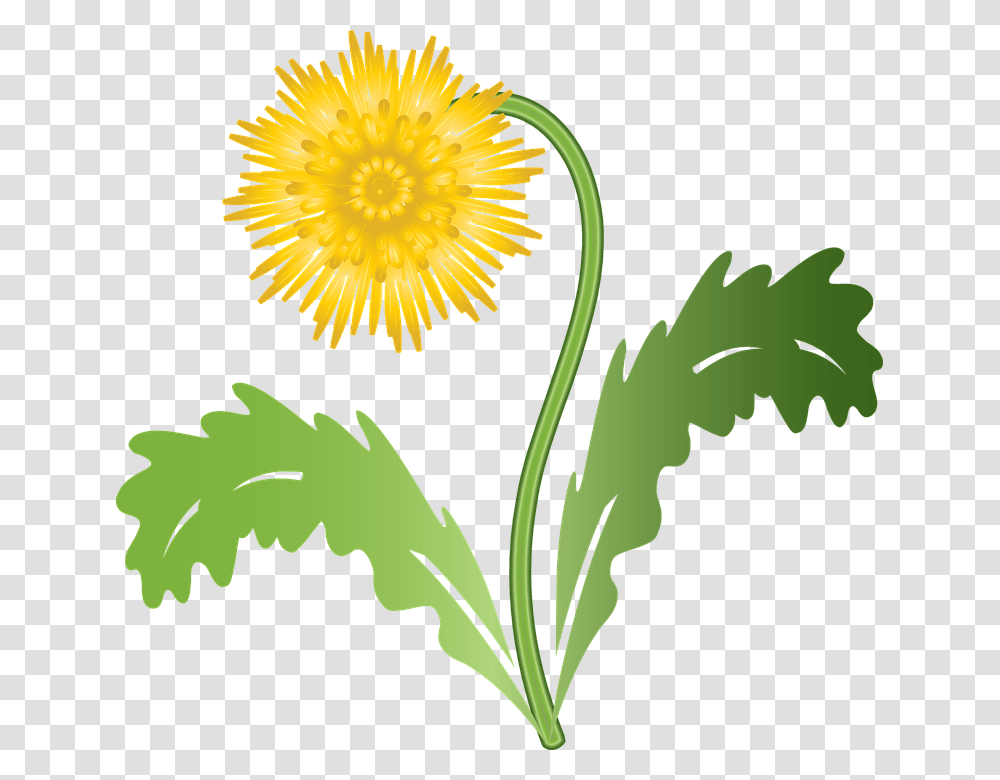 Graphic Dandelion Flower Weed Plant Summer Meadow Dandelion Graphic, Blossom, Asteraceae, Daisy, Daisies Transparent Png