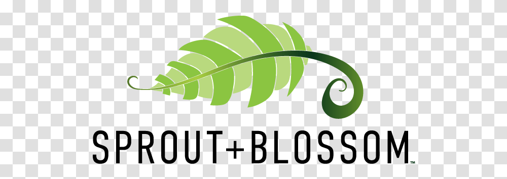 Graphic Design, Plant, Fern, Leaf, Tennis Ball Transparent Png