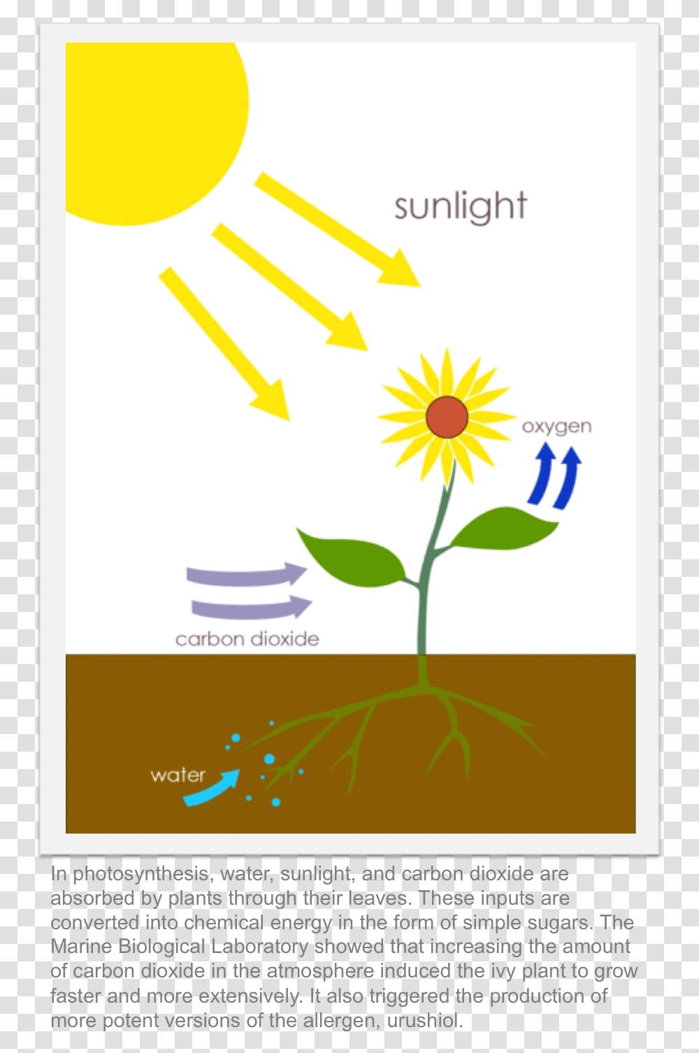 Graphic Design, Plant, Flyer, Poster, Paper Transparent Png