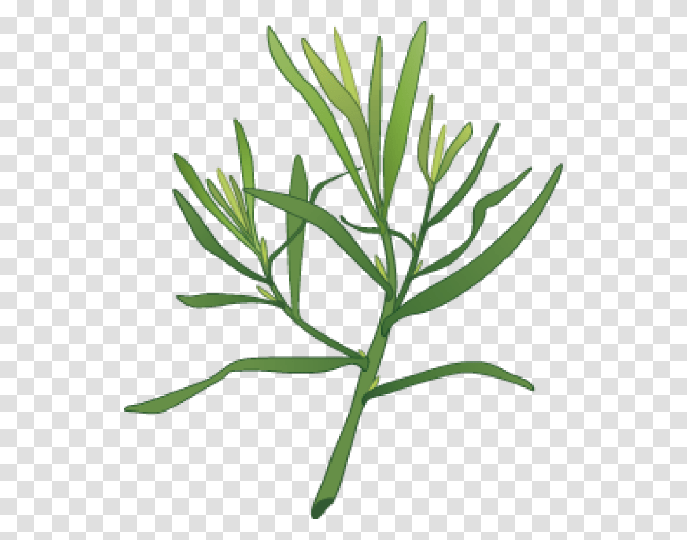 Graphic Design Tarragon Herbal Fan Board Herbs, Plant, Flower, Leaf, Flax Transparent Png
