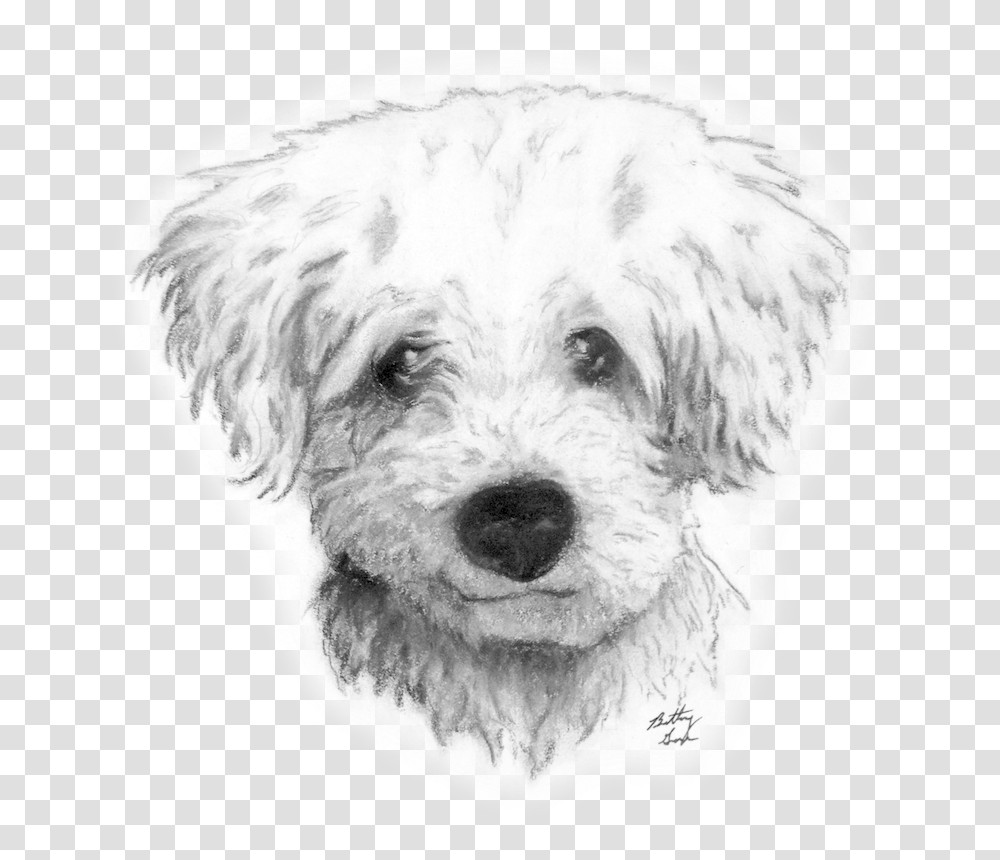 Graphic Drawing Charcoal Dog Draw A Curly Curly Hair Dog Drawing, Pet, Canine, Animal, Mammal Transparent Png