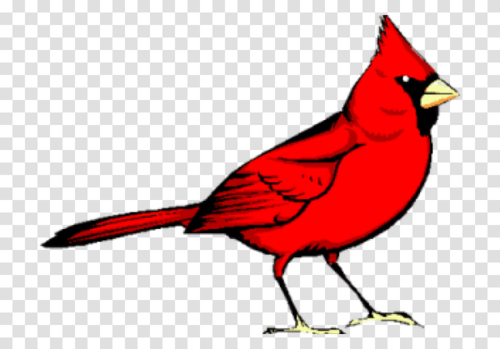 Graphic Freeuse Library Cardinal Clipart, Bird, Animal, Person, Human Transparent Png