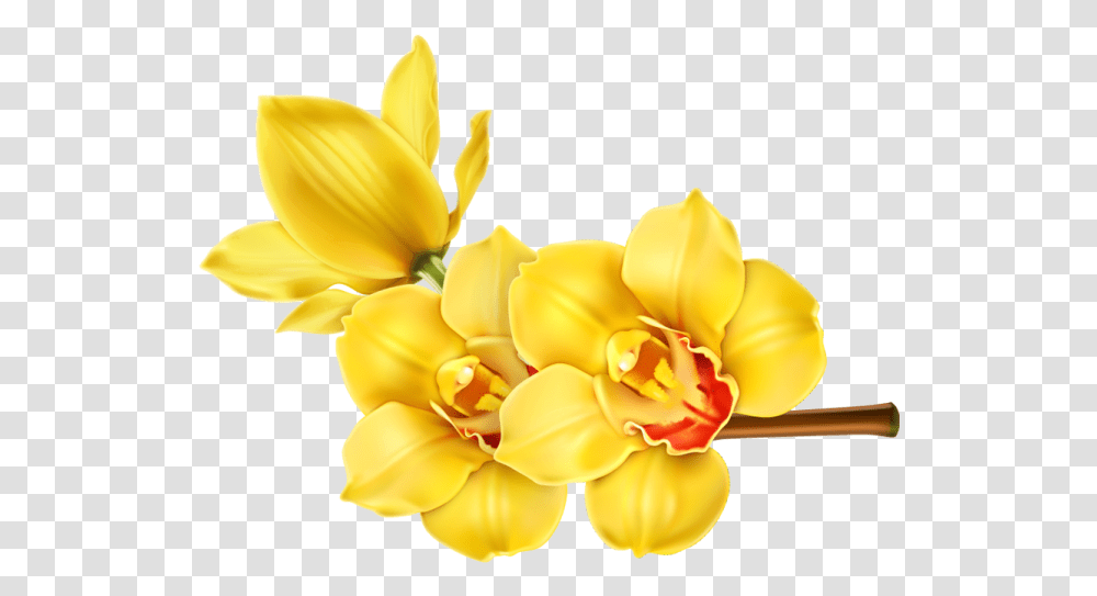 Graphic Freeuse Library Flower Clip Art Orchid Flower Hd, Plant, Blossom, Petal, Daffodil Transparent Png