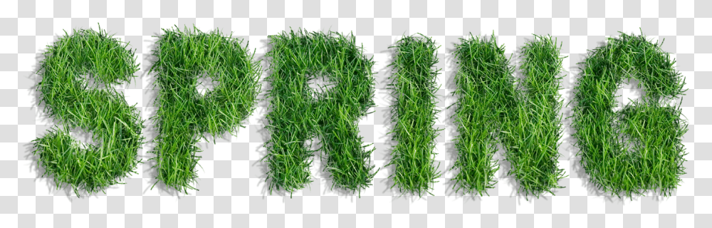 Graphic Freeuse Stock Spring Of Grass Clipart, Plant, Green, Moss, Seasoning Transparent Png