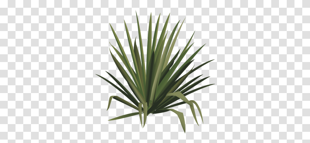Graphic Freeuse Stock Yucca Index Yucca, Plant, Agavaceae Transparent Png