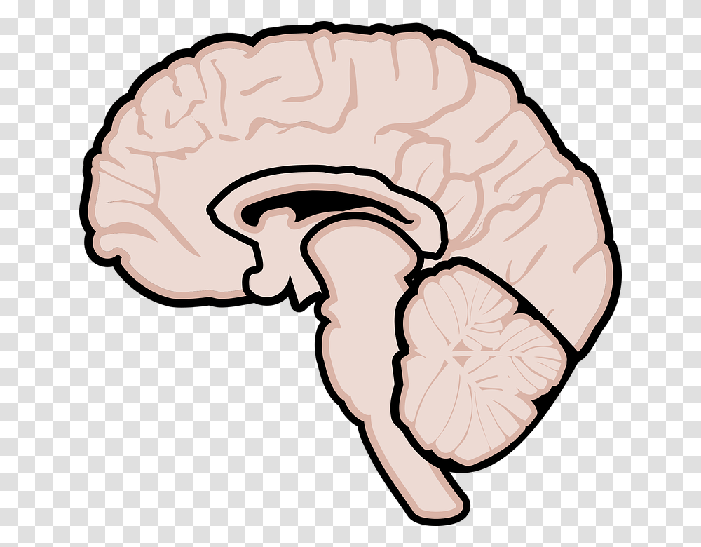 Graphic Human Brain Brain Brain Diagram Neurology Gehirn Grafik, Plant, Vegetable, Food, Fungus Transparent Png