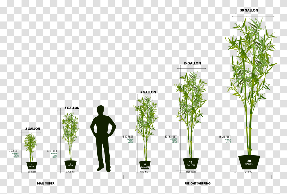 Graphic Image Of Green Twigs Free Assassin Vine, Plant, Person, Vegetation, Tree Transparent Png