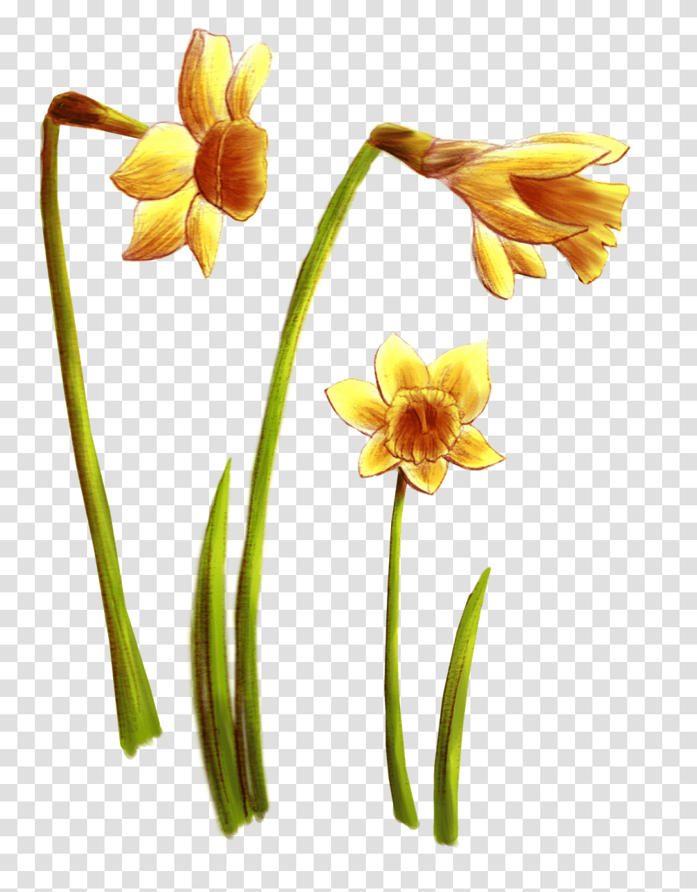 Graphic Novel Traces Sceneries Wild Flowers, Plant, Blossom, Amaryllidaceae, Daffodil Transparent Png