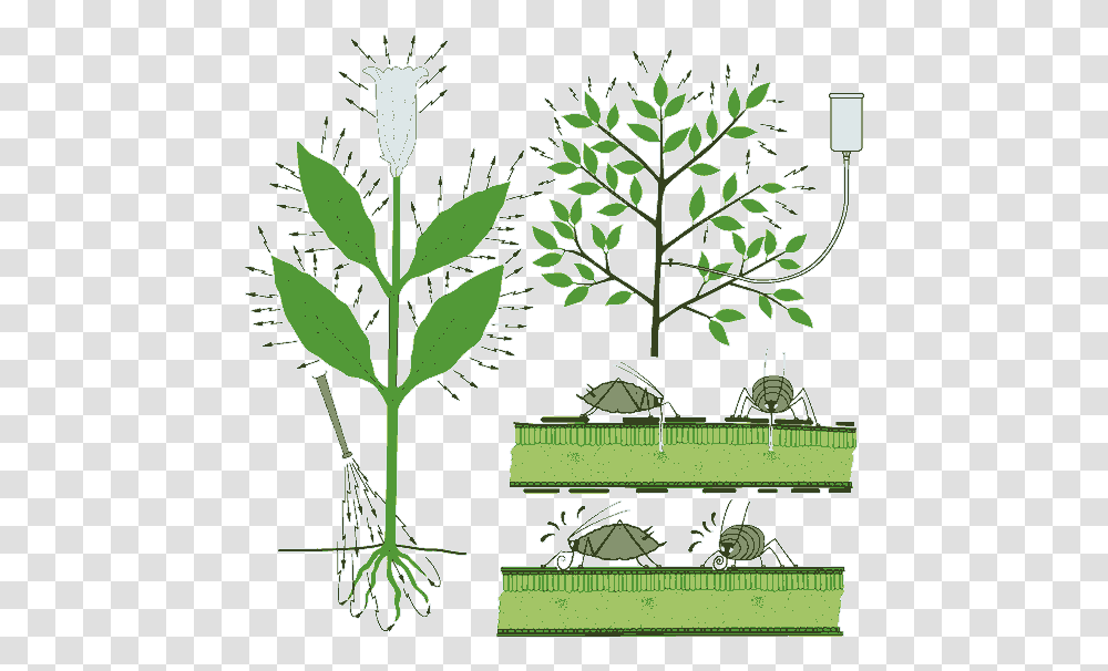 Graphic Of Systemic Insecticides Being Applied To Roots Tree, Plant, Leaf, Flower, Grass Transparent Png