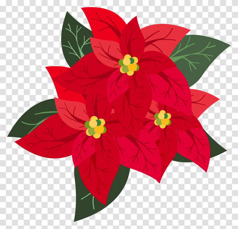 Graphic Poinsettia Christmas Advent Flower Flor De Navidad, Plant, Blossom, Hibiscus, Leaf Transparent Png