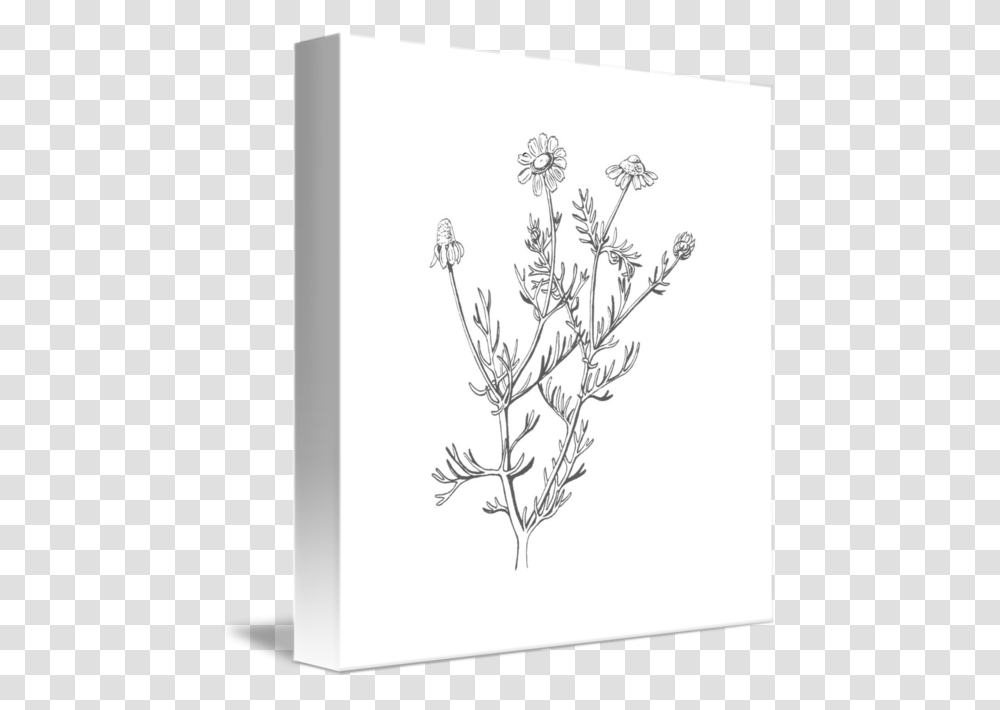 Graphic Stock By Cynth Camomile, Plant, Flower, Blossom, Pineapple Transparent Png