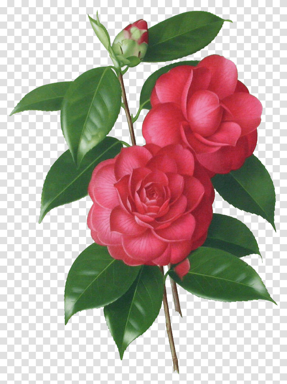 Graphic Stock Camellia Drawing Botanical Illustration Camellia Flower Drawing Transparent Png