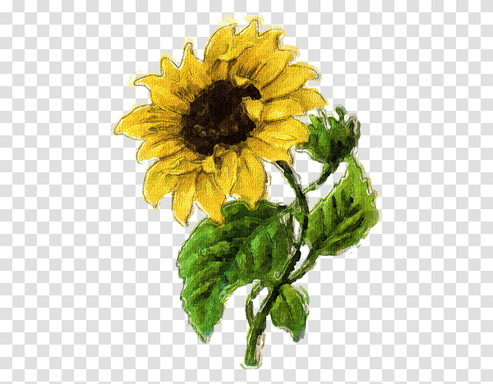Graphic Sunflower, Plant, Blossom, Daisy, Daisies Transparent Png