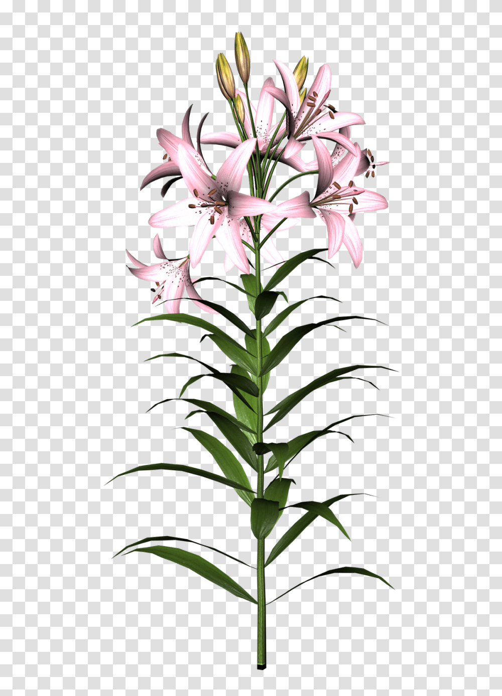 Graphics And Clip Art, Plant, Flower, Blossom, Lily Transparent Png