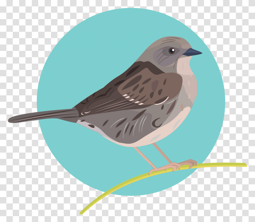 Graphics Bird Icons Colour Set 1 House Sparrow, Animal, Anthus, Finch, Wren Transparent Png