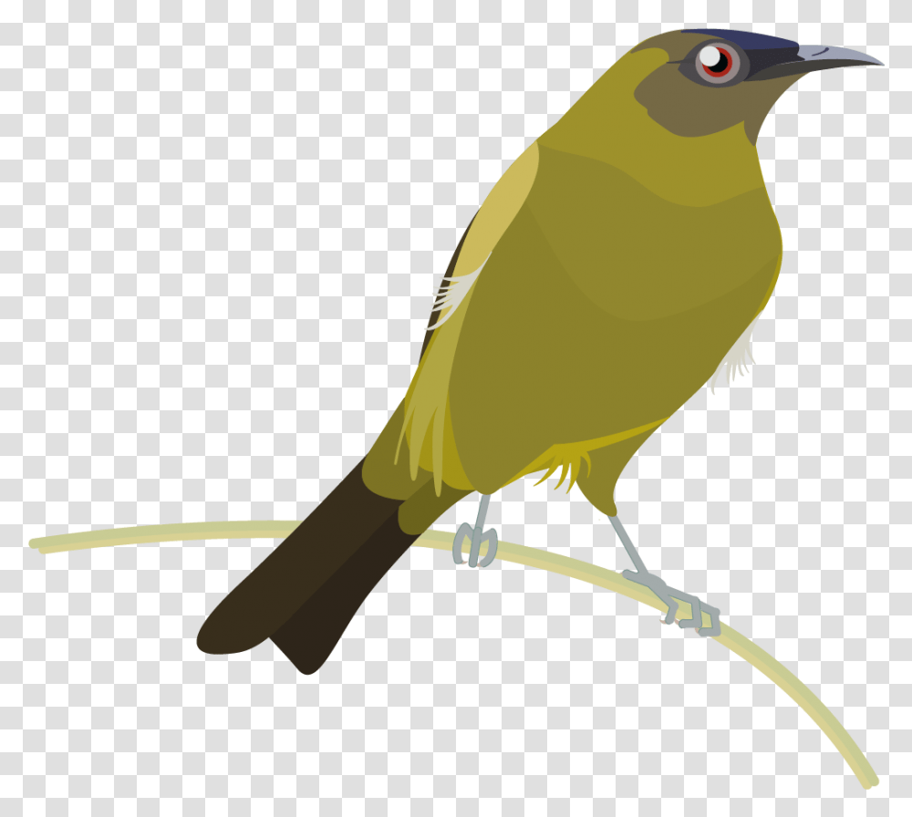 Graphics Bird Icons Colour Set 2 Datasets Datagovt Cuculiformes, Animal, Finch, Beak, Canary Transparent Png