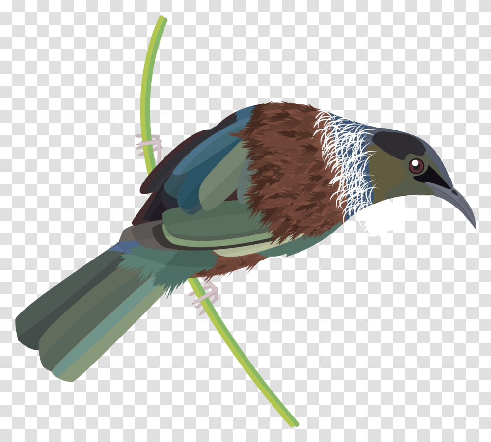 Graphics Bird Icons Colour Set 2 Datasets Datagovt Tui, Animal, Parakeet, Parrot, Jay Transparent Png