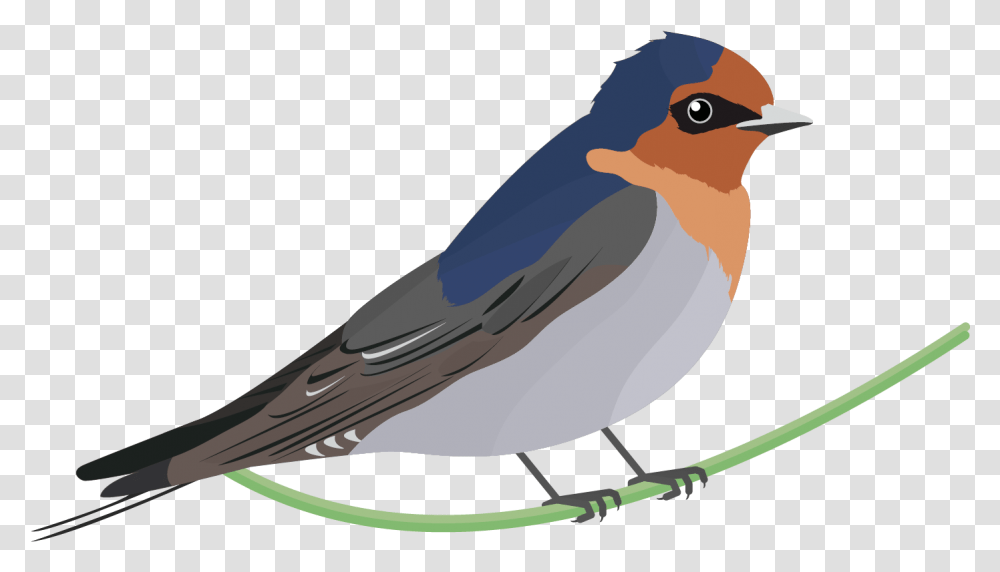Graphics Bird Icons Colour Set 2 Datasett Manaaki Nz Swallow Bird, Jay, Animal, Blue Jay, Finch Transparent Png