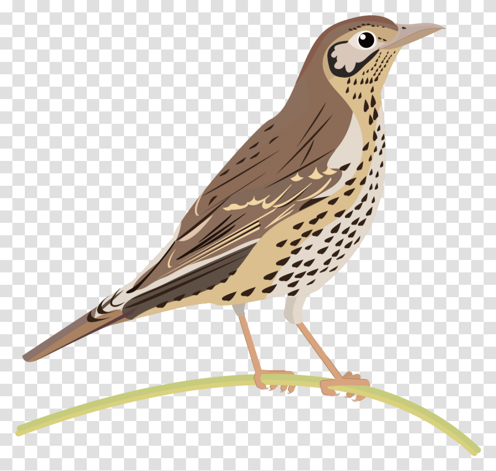 Graphics Bird Icons Colour Set 2 Datasett Manaaki Song Thrush, Animal, Anthus, Beak, Finch Transparent Png