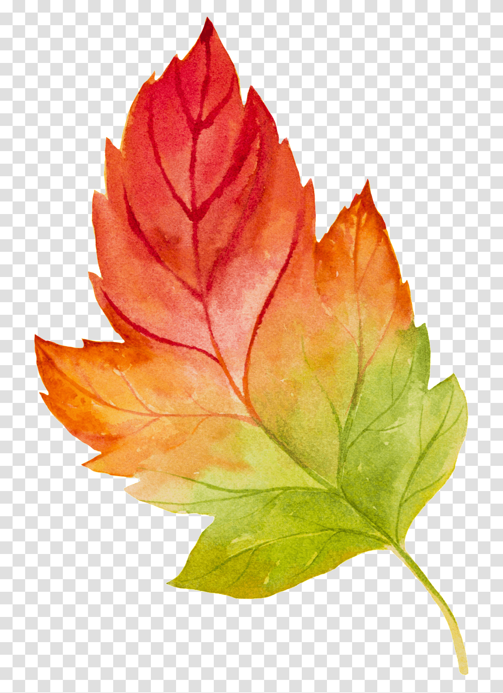 Graphics Is Hand Painted Watercolor Maple Leaf Watercolour, Plant, Tree, Veins, Rose Transparent Png