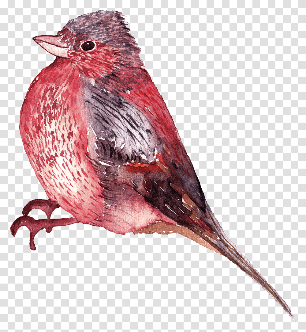 Graphics Is Watercolor Bird Images Watercolor Birds Background, Finch, Animal, Cardinal Transparent Png