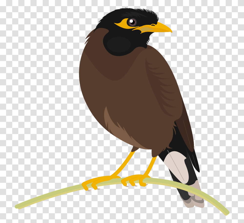 Graphics Loneliness Birds Malayalam Quotes, Animal, Beak, Blackbird, Agelaius Transparent Png